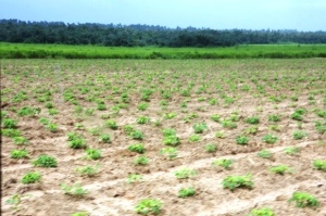 Cassava Plantation, one of the Cassava Integration Project of the Federal Government 